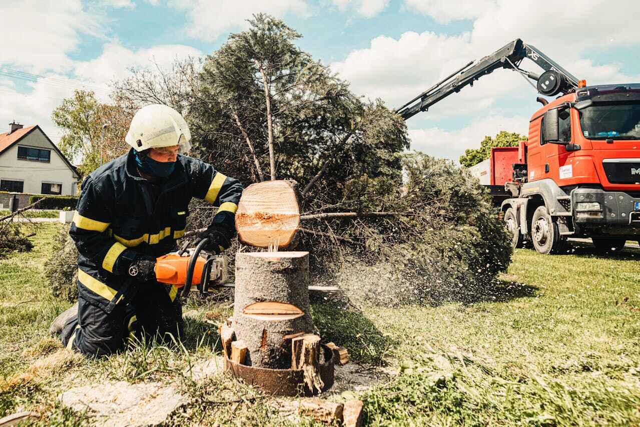 Best Large Tree Removal  in USA